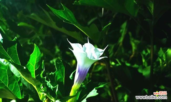 解析曼陀罗花的神秘语言，了解这两种颜色花的独特含义 茶色曼陀罗与黄色曼陀罗的花语