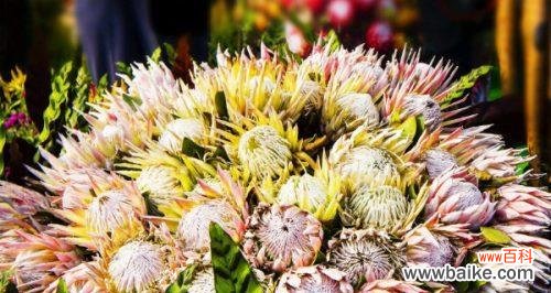 探寻帝王花的神秘面纱,了解其象征意义 帝王花的花语与寓意