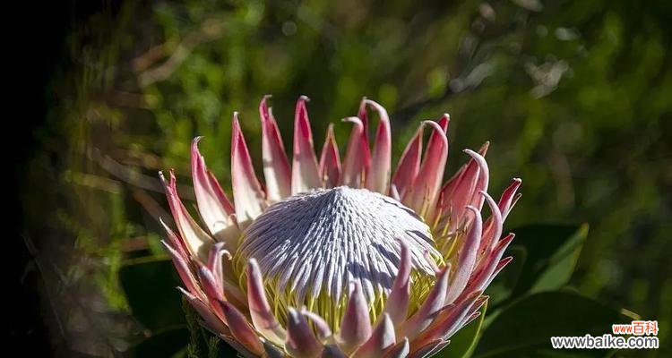 探寻帝王花的神秘面纱,了解其象征意义 帝王花的花语与寓意