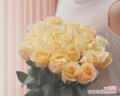 浪漫的玫瑰花语及其象征意义，19朵香槟色玫瑰花的美丽传说 19朵香槟色玫瑰花花语