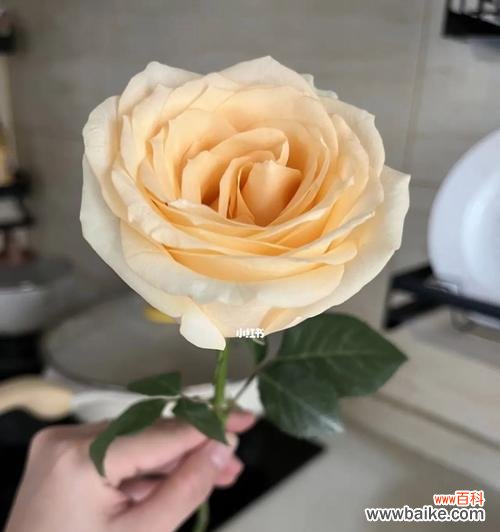 浪漫的玫瑰花语及其象征意义，19朵香槟色玫瑰花的美丽传说 19朵香槟色玫瑰花花语