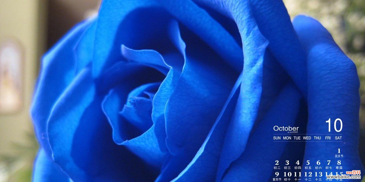 浪漫寓意与赏析 蓝色玫瑰花语