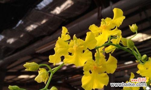 传承千年的华夏文化之美,从碧玉兰开出的绚丽花朵中品读 碧玉兰的花语及文化背景