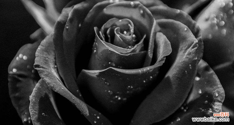 探秘黑玫瑰背后的故事，解读它的象征意义 黑玫瑰的神秘代表意义