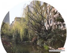 探究君子兰花的象征意义与文化内涵 解读君子兰的花语