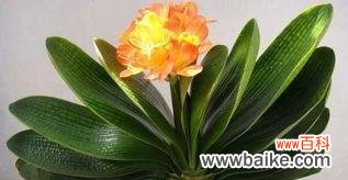 探究君子兰花的象征意义与文化内涵 解读君子兰的花语