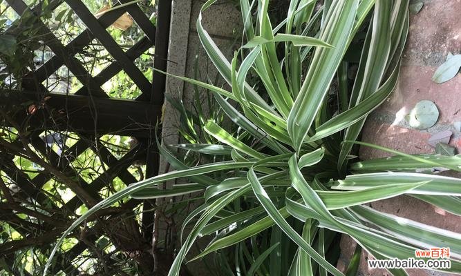 探究君子兰花的象征意义与文化内涵 解读君子兰的花语