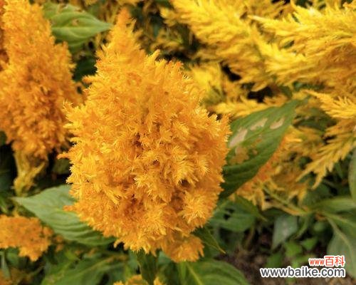 传达勇气和爱情的美丽花朵——鸡冠花，了解鸡冠花花语的意义 鸡冠花
