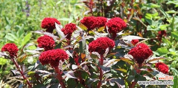 传达勇气和爱情的美丽花朵——鸡冠花，了解鸡冠花花语的意义 鸡冠花