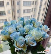 玫瑰花语的意义与传承，以及碎冰蓝玫瑰的象征意义 碎冰蓝玫瑰花语