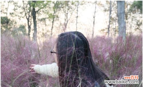 探索虎尾草的八种象征意义 虎尾草花语