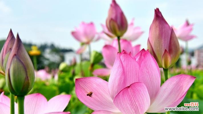 深入探究荷花的美与哲学 荷花的特点与象征意义