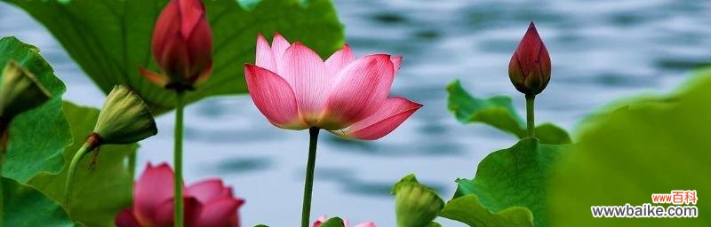 深入探究荷花的美与哲学 荷花的特点与象征意义