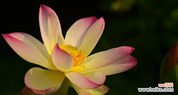 探寻荷花的寓意与文化 荷花的象征意义