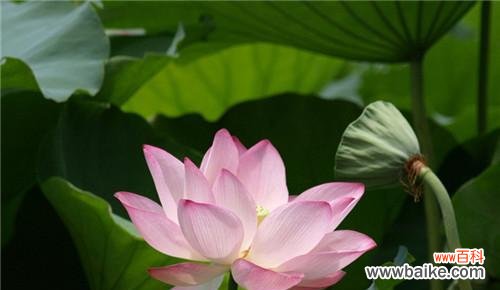 探寻荷花的寓意与文化 荷花的象征意义