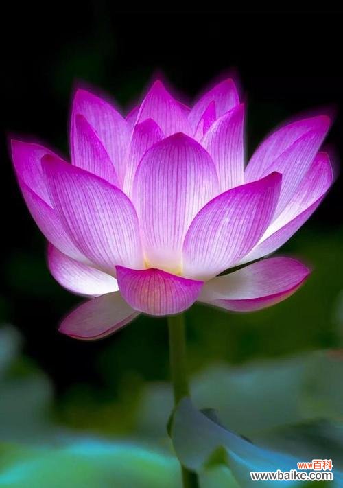 探寻荷花的神秘之美 荷花的象征意义与寓意