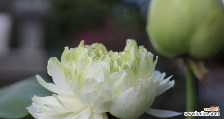 花朵的象征意义和文化内涵 牡丹与荷花