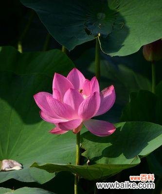 荷花的美丽与深远意义 荷花的代表意义与价值