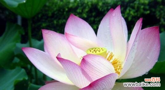 荷花的美丽与深远意义 荷花的代表意义与价值