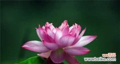 箭荷花的传情之道——花语的解读与应用 箭荷花的花语与意义