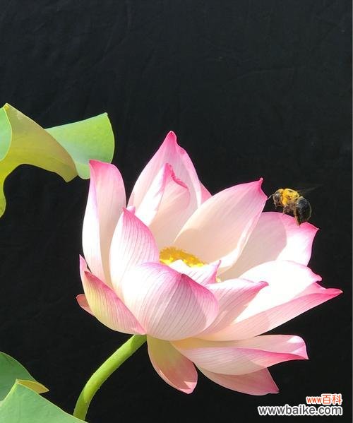 美丽 荷花花语的象征意义