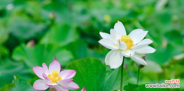 探索荷花的内涵与魅力 荷花的象征意义与美丽之旅