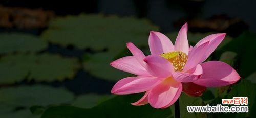 探索荷花的内涵与魅力 荷花的象征意义与美丽之旅