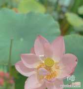 在浑然天成的世界中 荷花