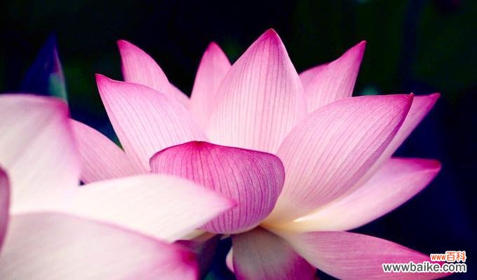 在浑然天成的世界中 荷花