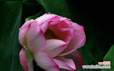 探寻荷花美丽背后的含义 荷花的象征意义