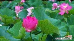 探究荷花的美学意蕴与人文内涵 荷花的象征意义及文化价值