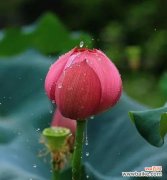 荷花美丽优雅 荷花的象征意义与寓意