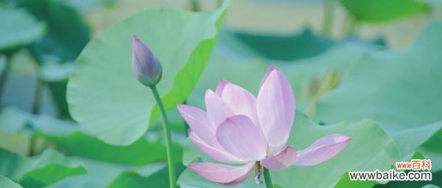 唤醒心灵的清雅与坚韧 荷花的精神之美