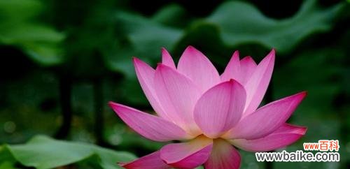 荷花 荷花的象征意义及其对人的启示