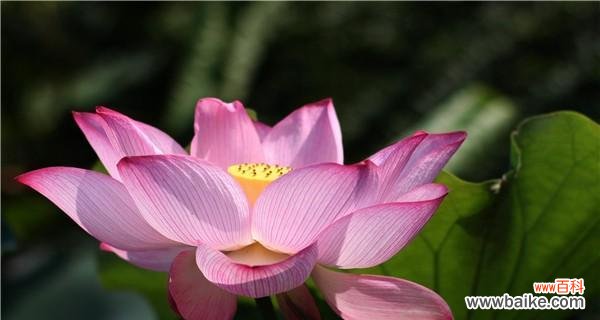 荷花 荷花的象征意义及其对人的启示