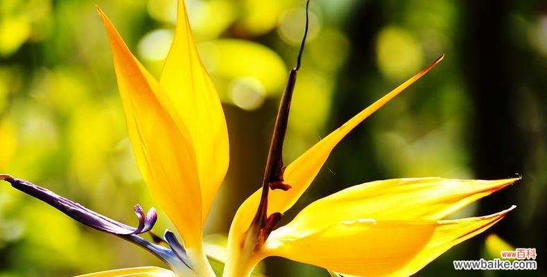 追寻永恒之美 鹤望兰花