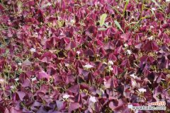 紫叶酢浆草黄叶的原因和处理办法