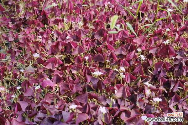 紫叶酢浆草黄叶的原因和处理办法
