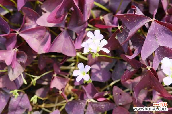 紫叶酢浆草黄叶的原因和处理办法