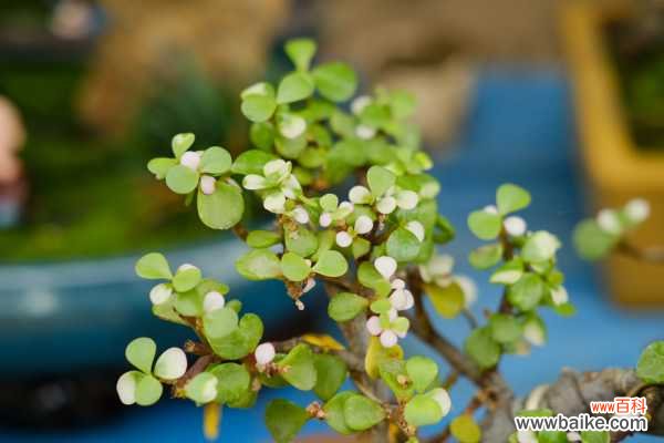 金枝玉叶病害防治