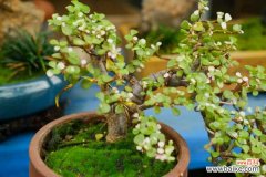 金枝玉叶病害防治