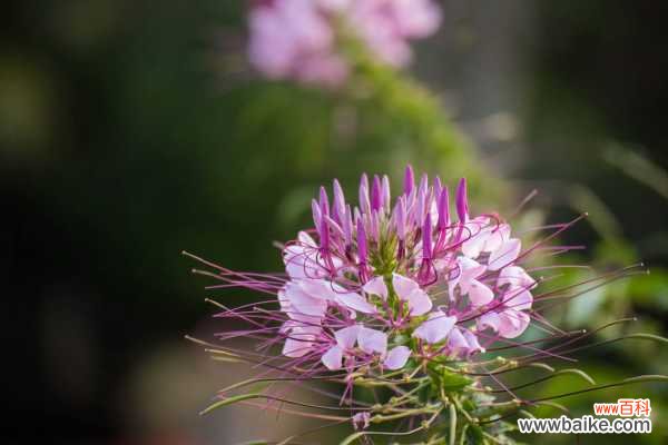 醉蝶花黄叶的原因和处理办法