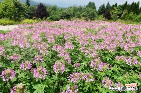 醉蝶花黄叶的原因和处理办法