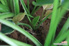 花叶玉簪从根部开始烂是怎么回事