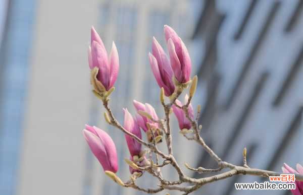 紫玉兰黄叶的原因和处理办法