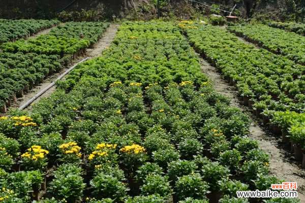 菊花生蚜虫怎么办