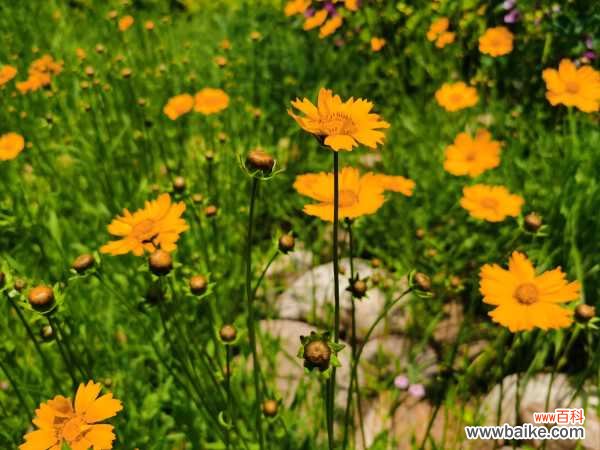 菊花生蚜虫怎么办