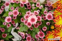 菊花生蚜虫怎么办