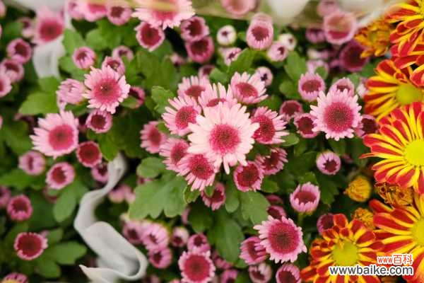 菊花生蚜虫怎么办