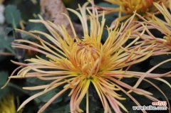 菊花如何防止烂根